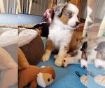 Small Photo #6 Miniature Australian Shepherd Puppy For Sale in HILLSBORO, OR, USA