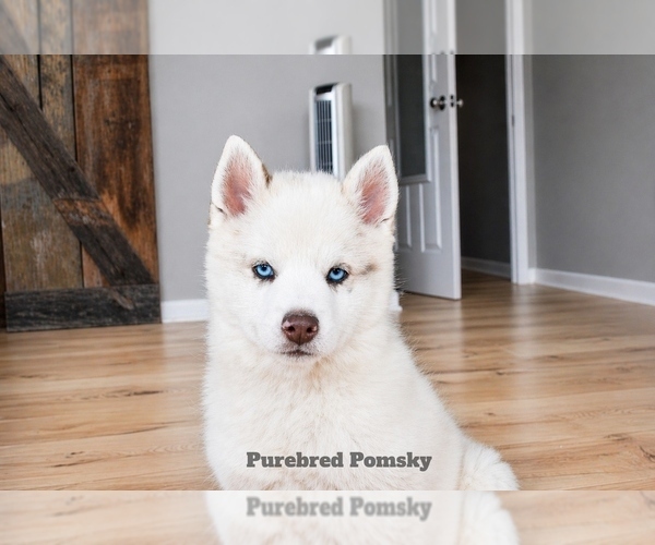 Medium Photo #3 Pomsky Puppy For Sale in KANSAS CITY, MO, USA