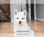 Small #2 Pomsky