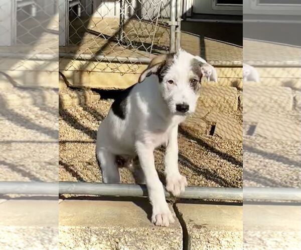 Medium Photo #2 Mutt Puppy For Sale in Estherville, IA, USA