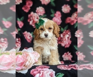 Cock-A-Poo-Poodle (Miniature) Mix Puppy for sale in BIRD IN HAND, PA, USA