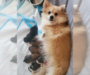 Pomeranian Puppy for sale in HUNTINGTON, CT, USA