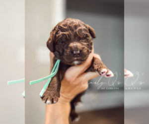 Newfypoo Puppy for sale in SULPHUR, LA, USA