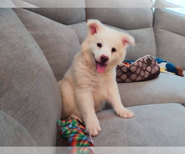Medium Photo #1 Border Collie Puppy For Sale in VINELAND, NJ, USA