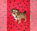 Small #9 Shorkie Tzu