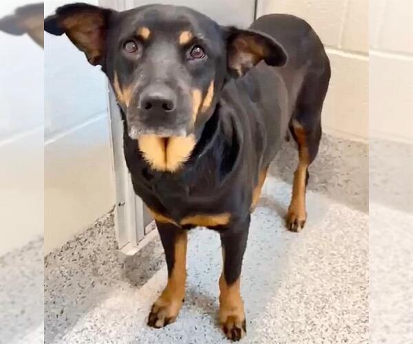 Medium Photo #2 Rottweiler-Unknown Mix Puppy For Sale in Houston, TX, USA
