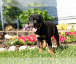 Small Photo #10 Rottweiler Puppy For Sale in NAPPANEE, IN, USA