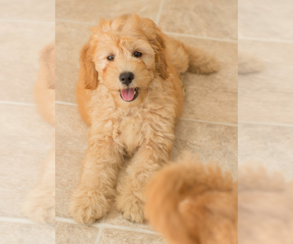 Medium Photo #7 Goldendoodle Puppy For Sale in BAY VIEW, WI, USA