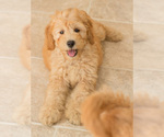Small Photo #7 Goldendoodle Puppy For Sale in BAY VIEW, WI, USA