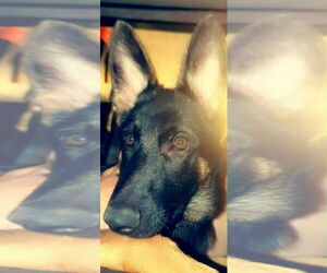 German Shepherd Dog Dogs for adoption in Aurora, IN, USA