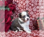 Small Photo #32 Chihuahua Puppy For Sale in PEMBROKE PINES, FL, USA