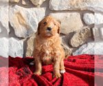 Small Photo #3 Goldendoodle-Poodle (Standard) Mix Puppy For Sale in EAST EARL, PA, USA