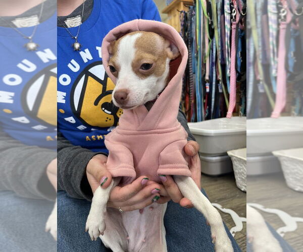 Medium Photo #4 Chihuahua-Unknown Mix Puppy For Sale in Candler, NC, USA