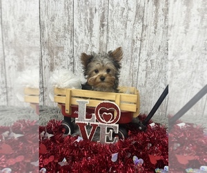 Yorkshire Terrier Puppy for sale in PEEBLES, OH, USA