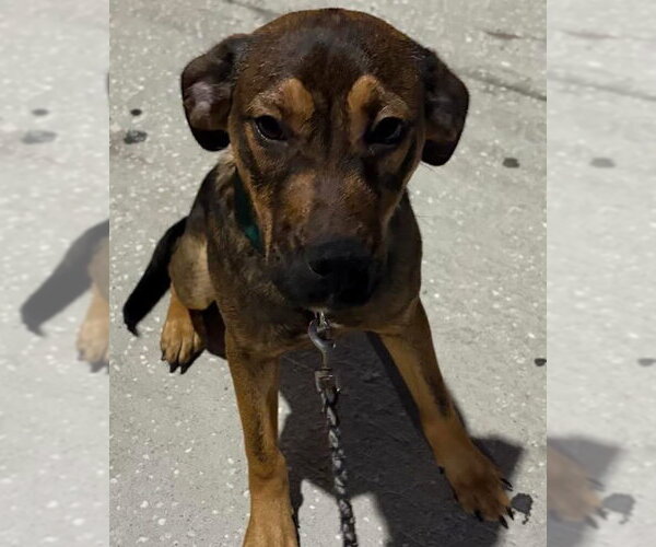 Medium Photo #14 Beagle-Unknown Mix Puppy For Sale in Valrico, FL, USA