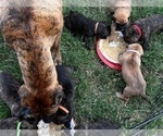 Small Photo #47 Presa Canario Puppy For Sale in LEVITTOWN, PA, USA
