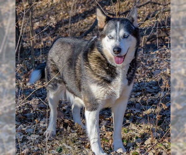 Medium Photo #2 Siberian Husky Puppy For Sale in Omaha, NE, USA