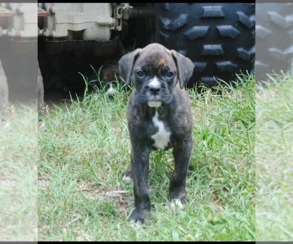Medium Photo #1 Boxer Puppy For Sale in PETERSBURG, VA, USA