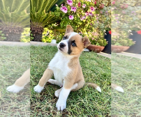 Medium Photo #1 Australian Cattle Dog Puppy For Sale in RAMONA, CA, USA