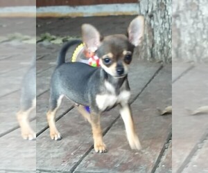 Chihuahua Puppy for sale in BOGATA, TX, USA