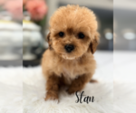 Small #8 Cavapoo (Miniature)