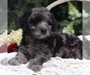 Goldendoodle-Poodle (Miniature) Mix Puppy for sale in ROARING SPRING, PA, USA
