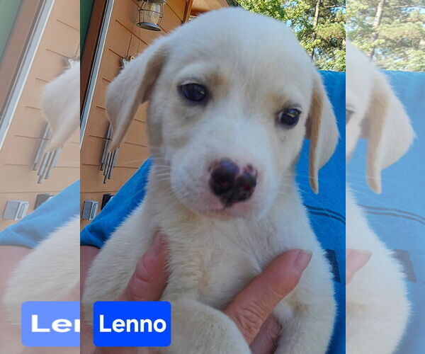 Medium Photo #2 Labrador Retriever-Unknown Mix Puppy For Sale in Alexander, AR, USA