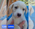 Small #1 Labrador Retriever Mix