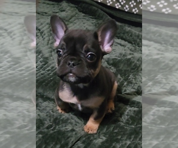 Medium Photo #1 French Bulldog Puppy For Sale in CLEVELAND, OH, USA