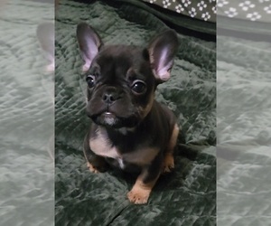 French Bulldog Litter for sale in CLEVELAND, OH, USA