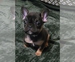 Small French Bulldog