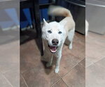 Small #3 Siberian Husky