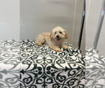 Small #1 Maltipoo (Miniature)