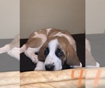 Puppy 4 Great Pyrenees-Saint Bernard Mix