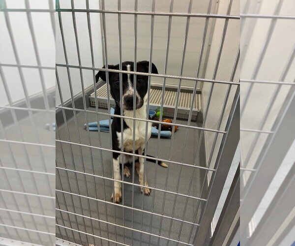 Medium Photo #4 Labrador Retriever-Unknown Mix Puppy For Sale in Bryant, AR, USA