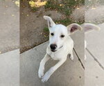 Small #2 Labrador Retriever Mix