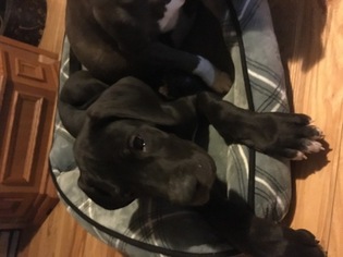 Great Dane Puppy for sale in LONDON, KY, USA