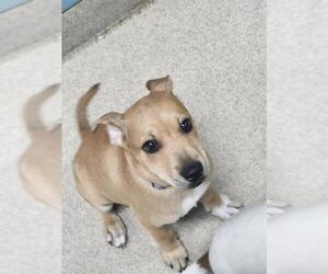Rat Terrier-Unknown Mix Dogs for adoption in Newton, NC, USA