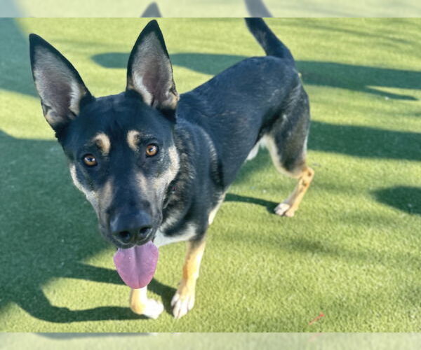 Medium Photo #3 German Shepherd Dog-Unknown Mix Puppy For Sale in Martinez, CA, USA