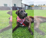 Small #21 Labrador Retriever Mix