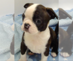 Small Photo #4 Boston Terrier Puppy For Sale in MCMINNVILLE, OR, USA