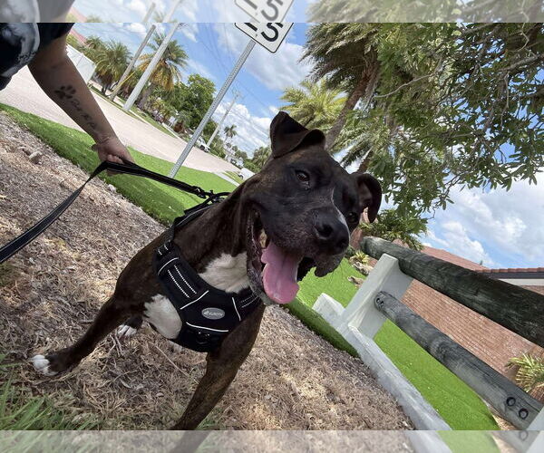 Medium Photo #10 Mutt Puppy For Sale in Pompano Beach , FL, USA