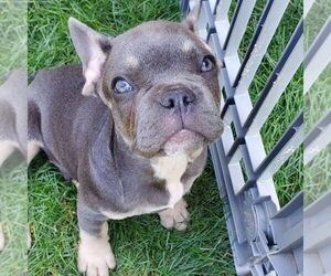French Bulldog Puppy for sale in GORDONVILLE, PA, USA