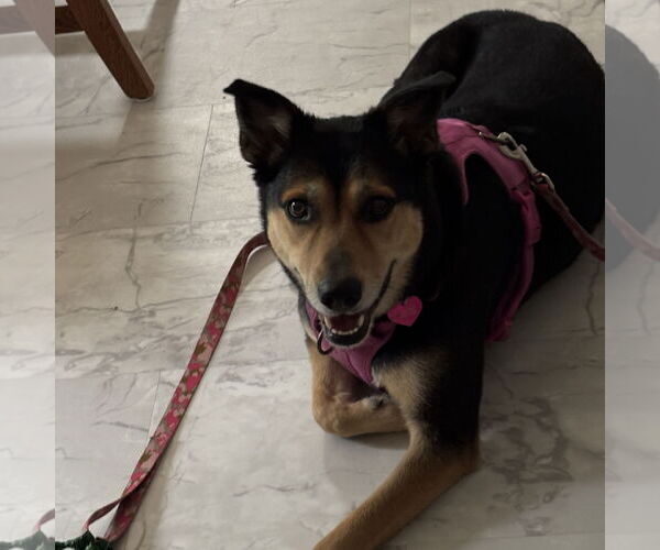 Medium Photo #3 Mutt Puppy For Sale in Fargo, ND, USA