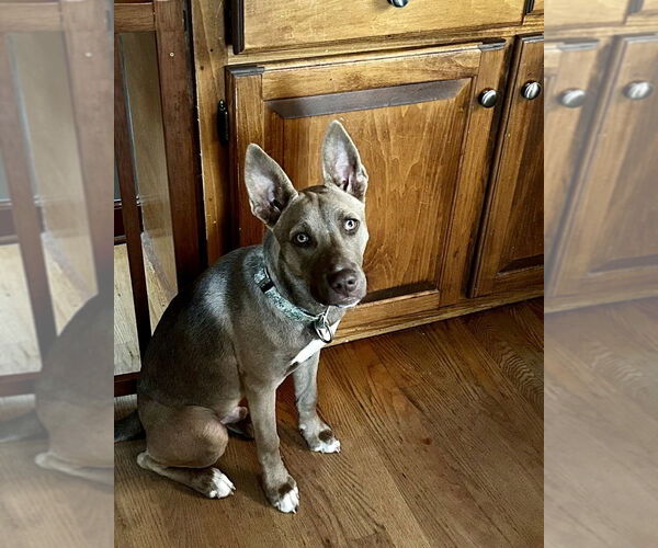 Medium Photo #14 American Pit Bull Terrier-Huskies  Mix Puppy For Sale in Raleigh, NC, USA