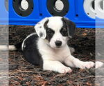 Small #1 Mutt