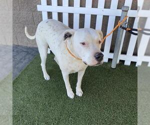 Argentinian Mastiff-Unknown Mix Dogs for adoption in Modesto, CA, USA