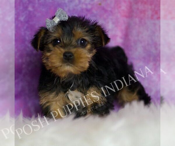 Medium Photo #1 Yorkshire Terrier Puppy For Sale in WARSAW, IN, USA