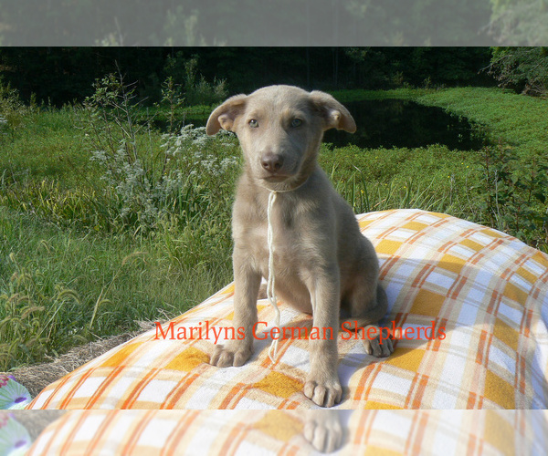 Medium Photo #3 German Shepherd Dog Puppy For Sale in PIEDMONT, MO, USA