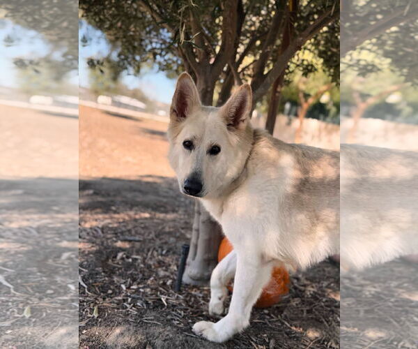 Medium Photo #2 German Shepherd Dog Puppy For Sale in San Diego, CA, USA